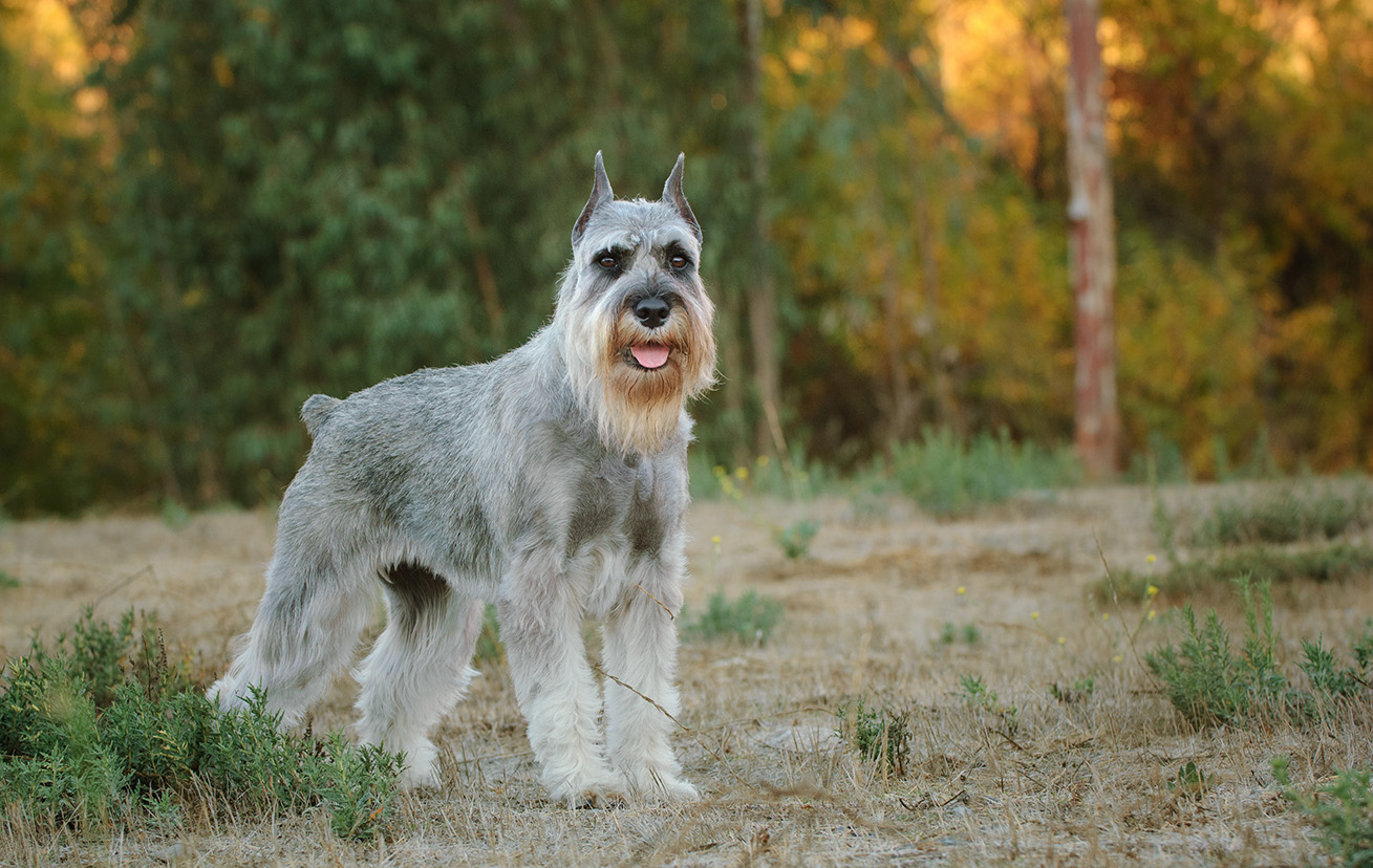 Standard Schnauzer Standard Schnauzer