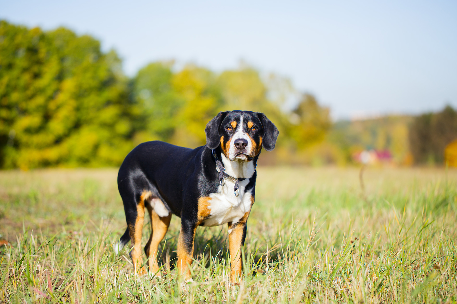 Entlebucher Mountain Dog