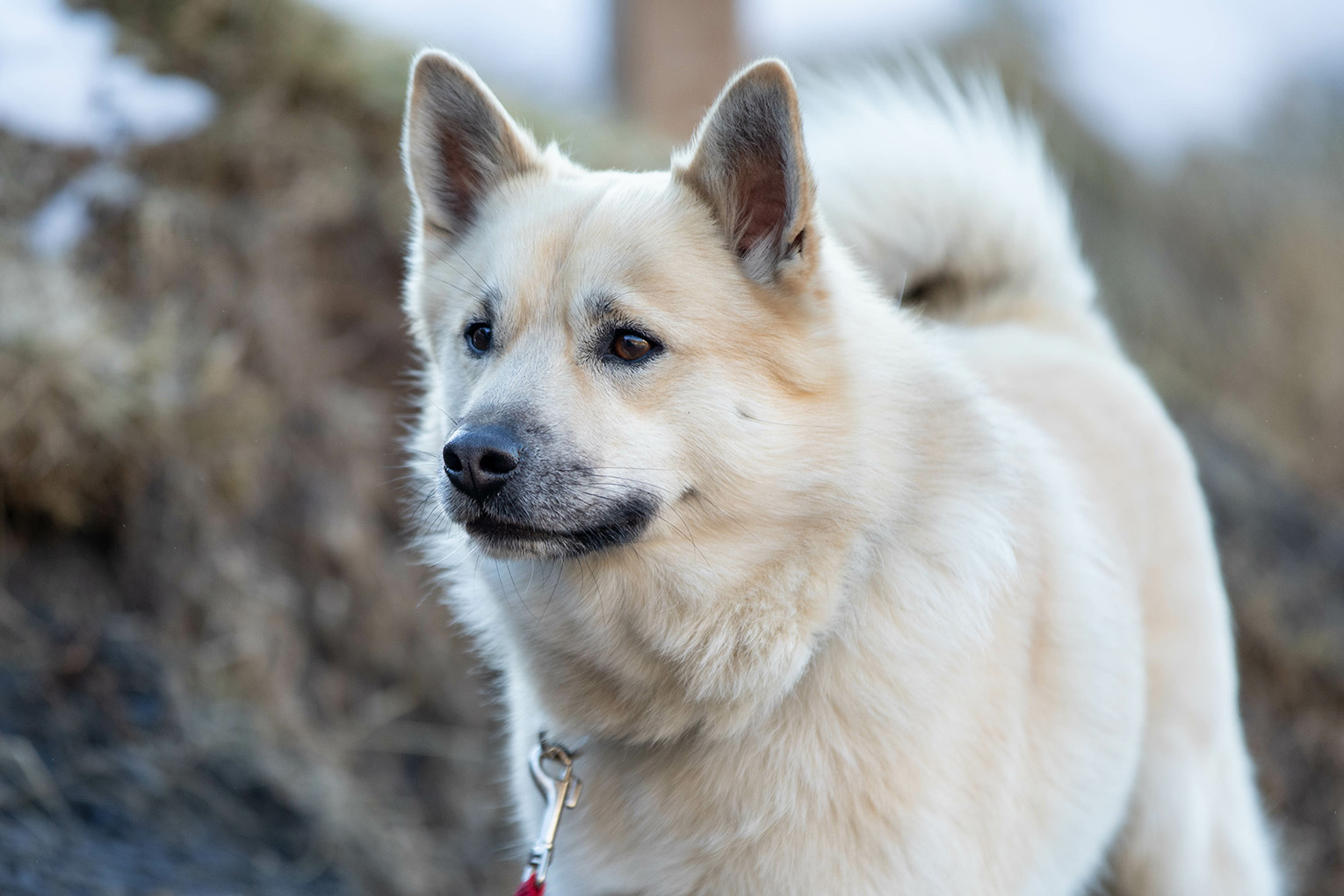 Icelandic Sheepdog