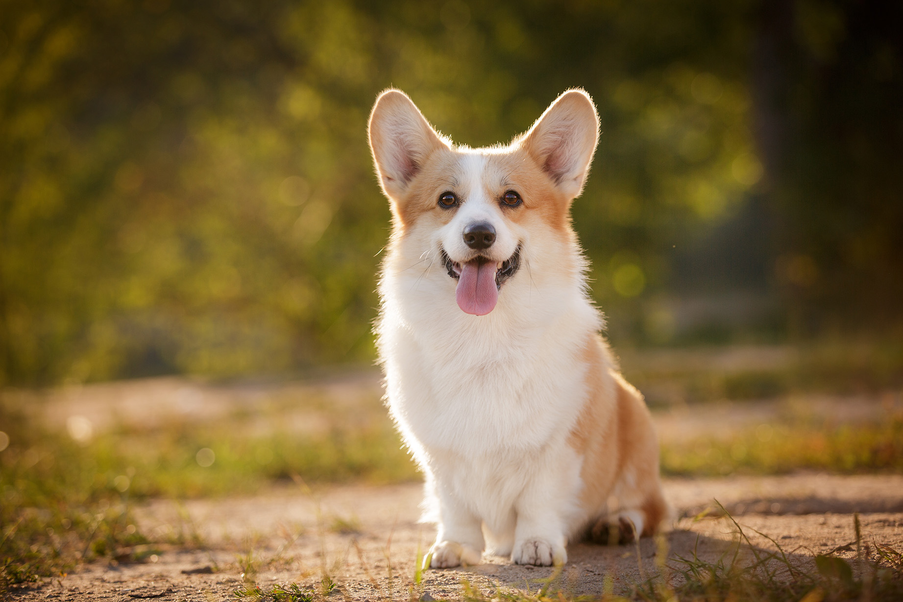 Pembroke Welsh Corgi
