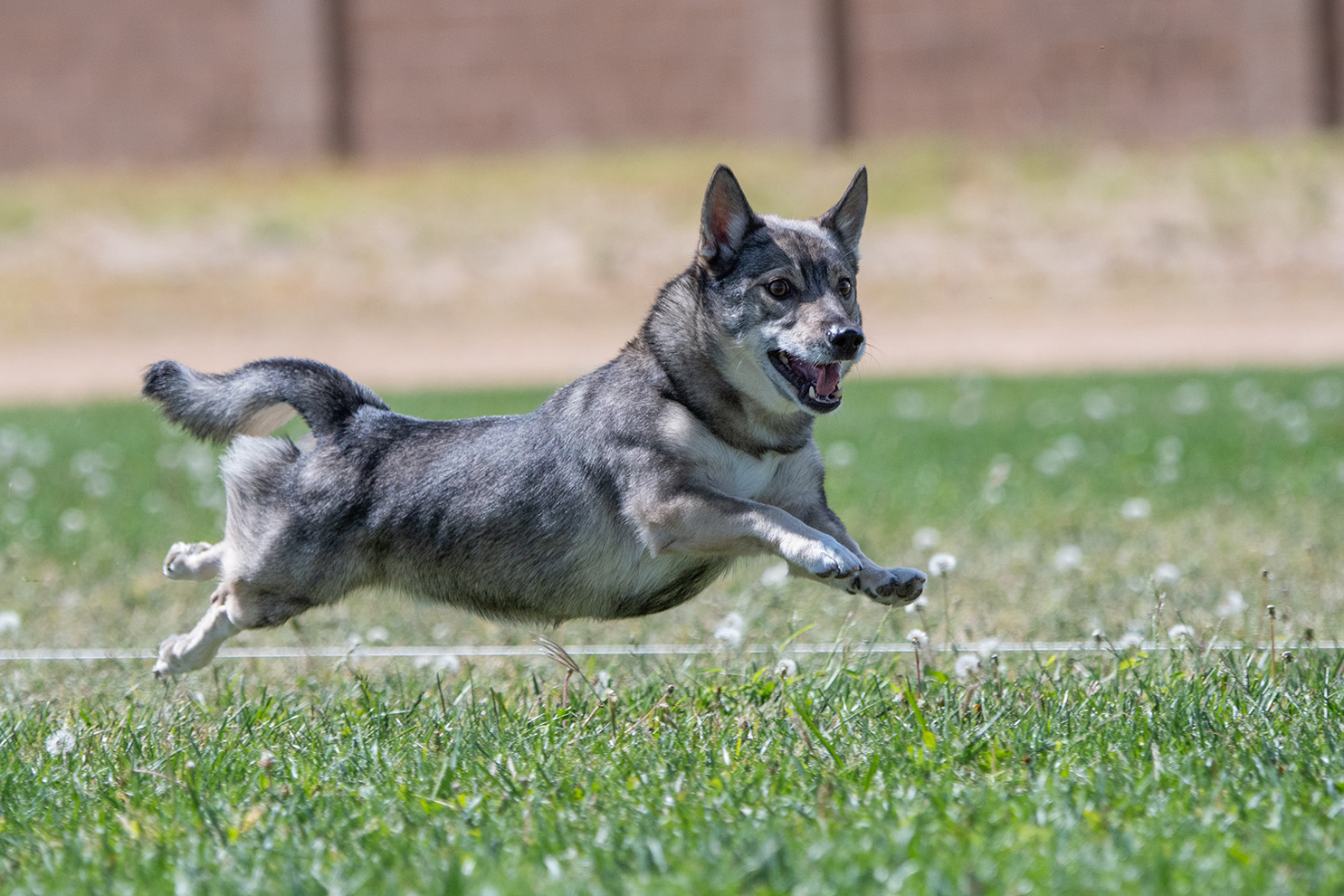 Swedish Vallhund Swedish Vallhund