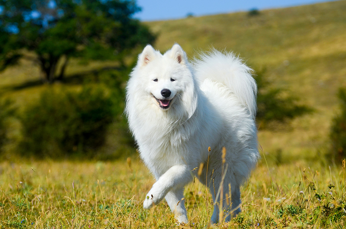 Samoyed Samoyed