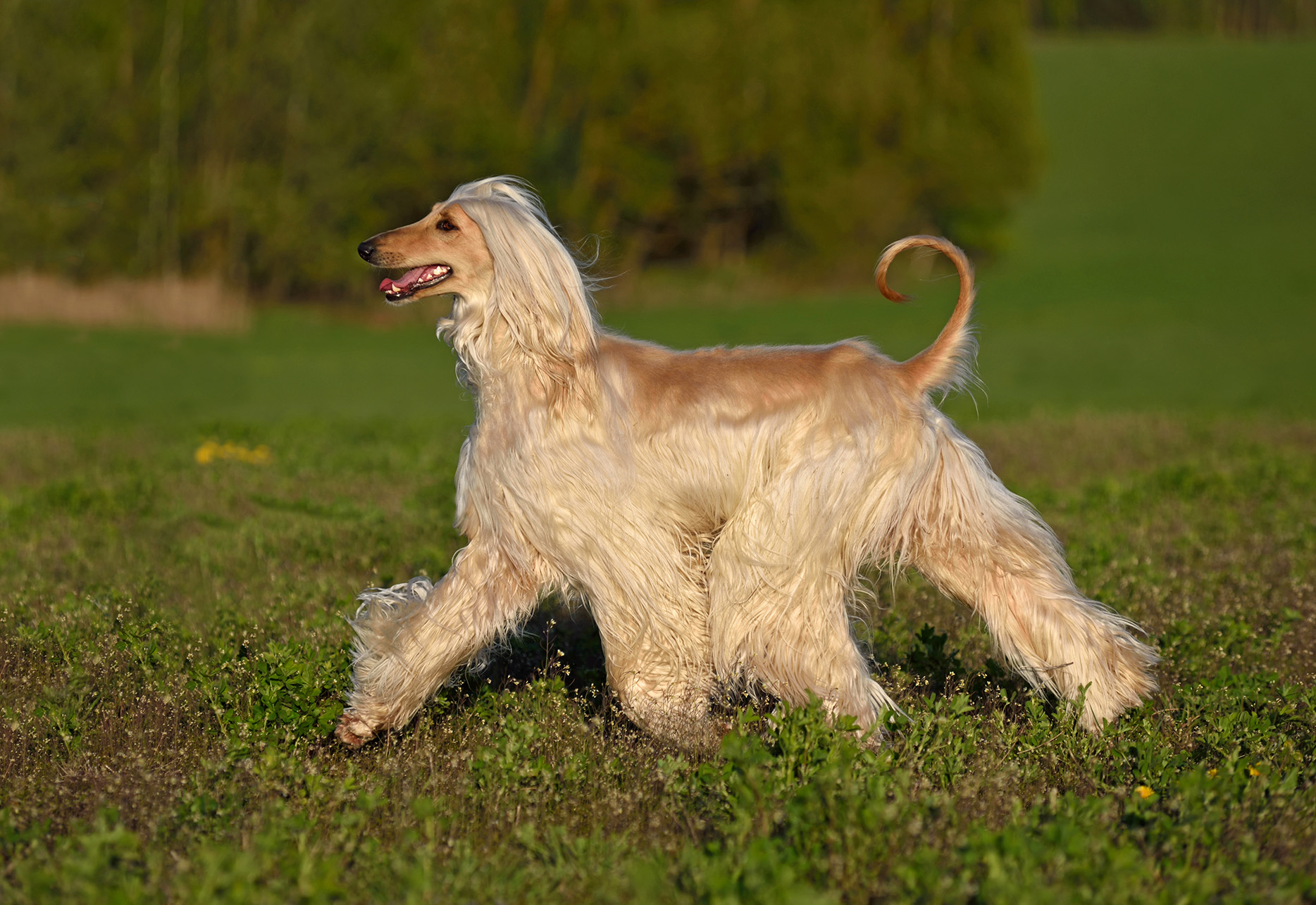 Afghan Hound Afghan Hound