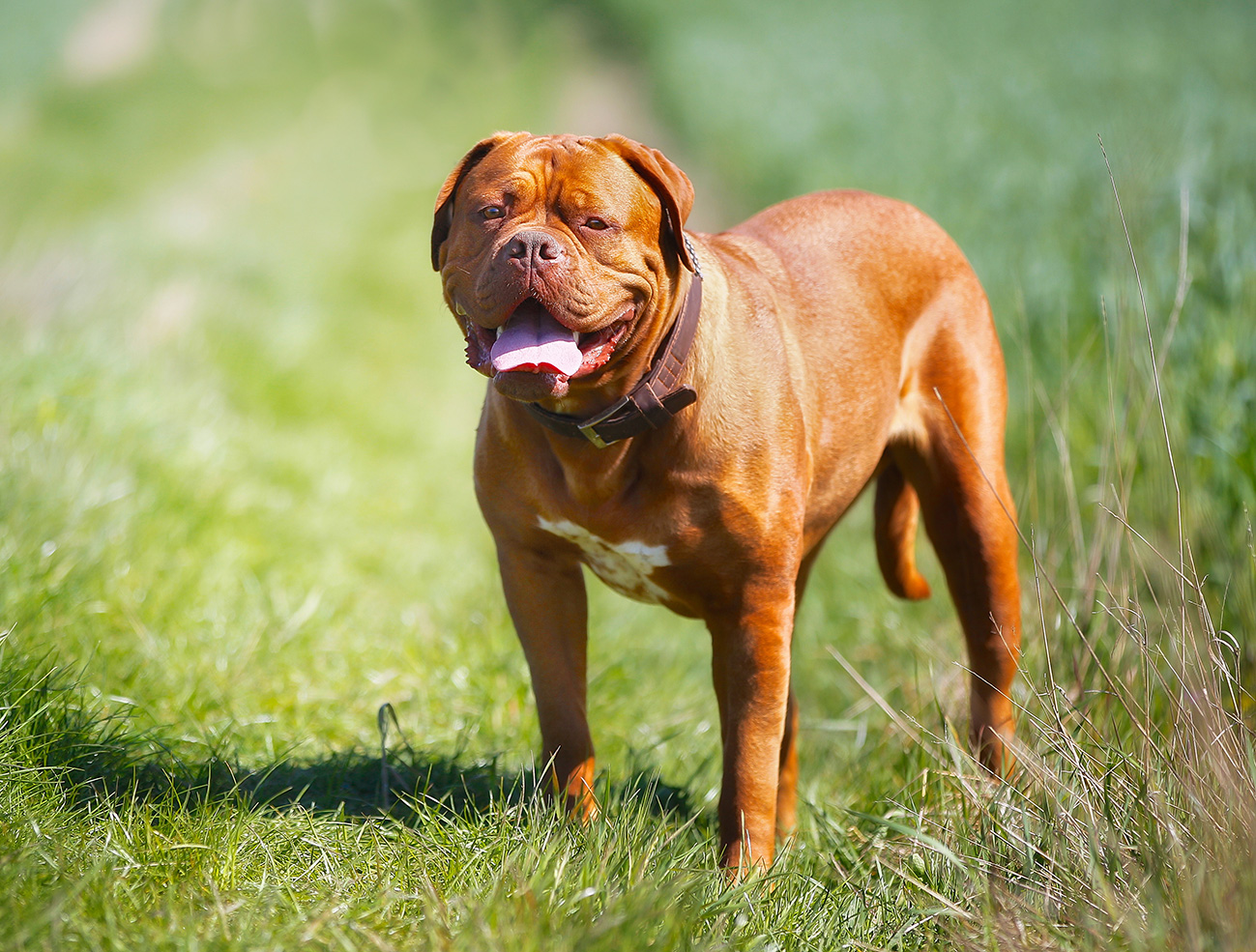 Dogue de Bordeaux