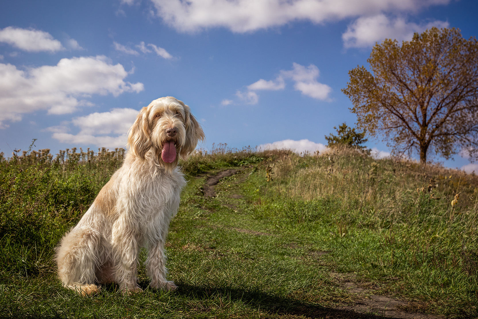 Italian Spinone