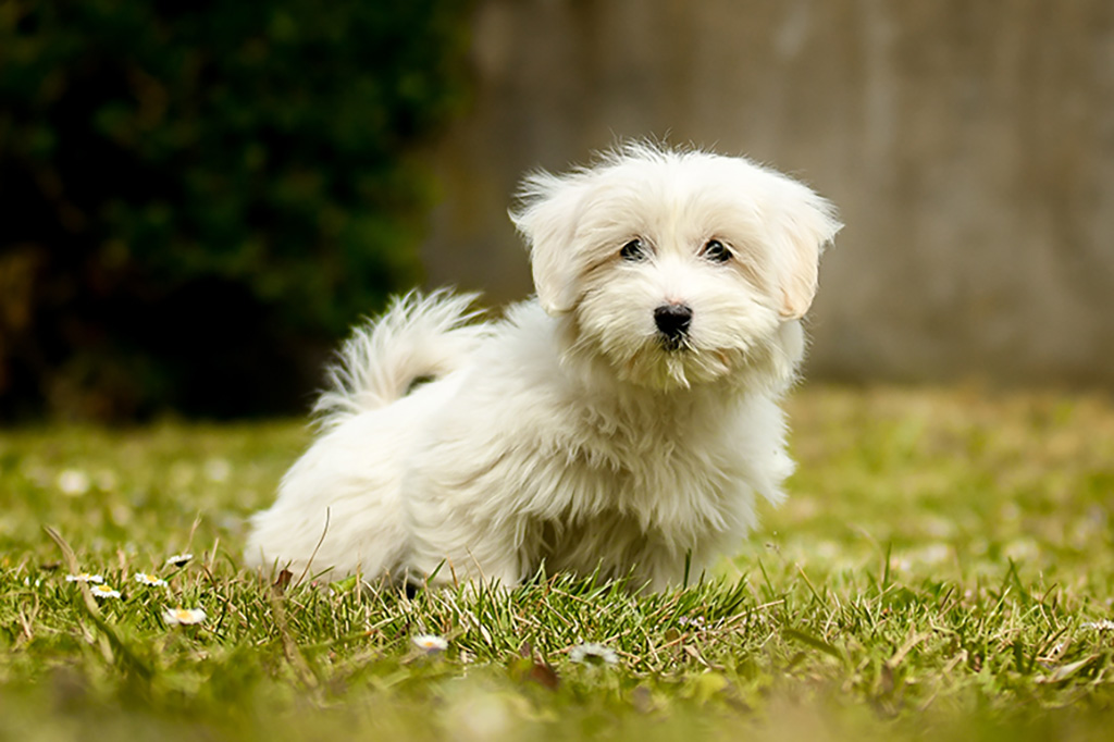 Coton de Tulear Coton de Tulear
