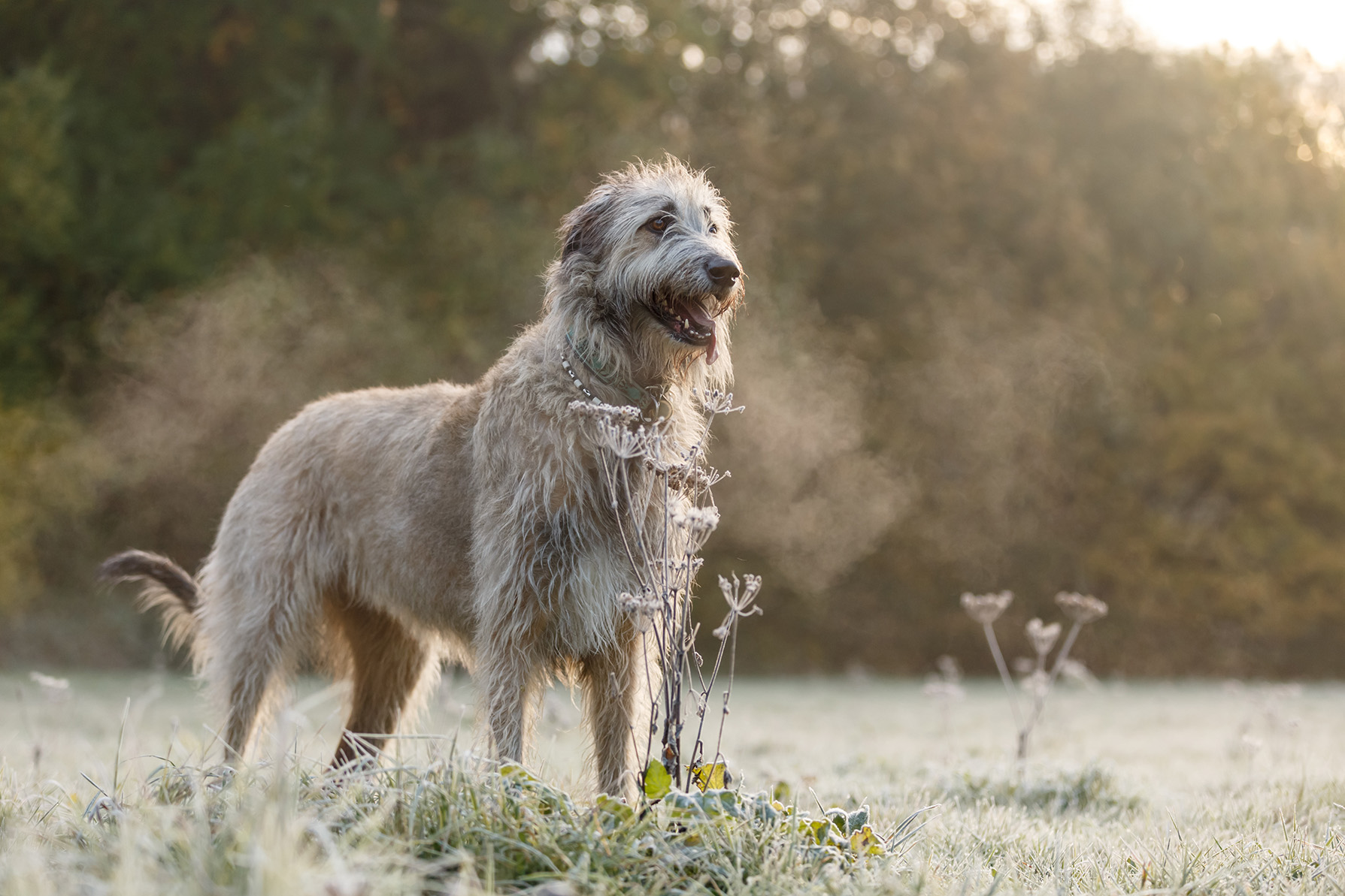 Irish Wolfhound