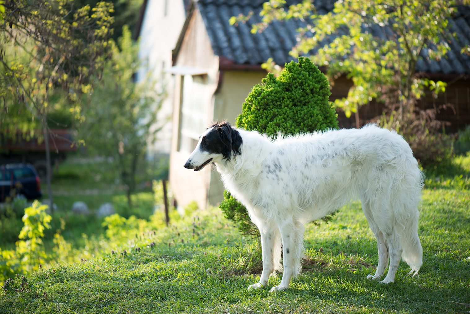 Russian Wolfhound