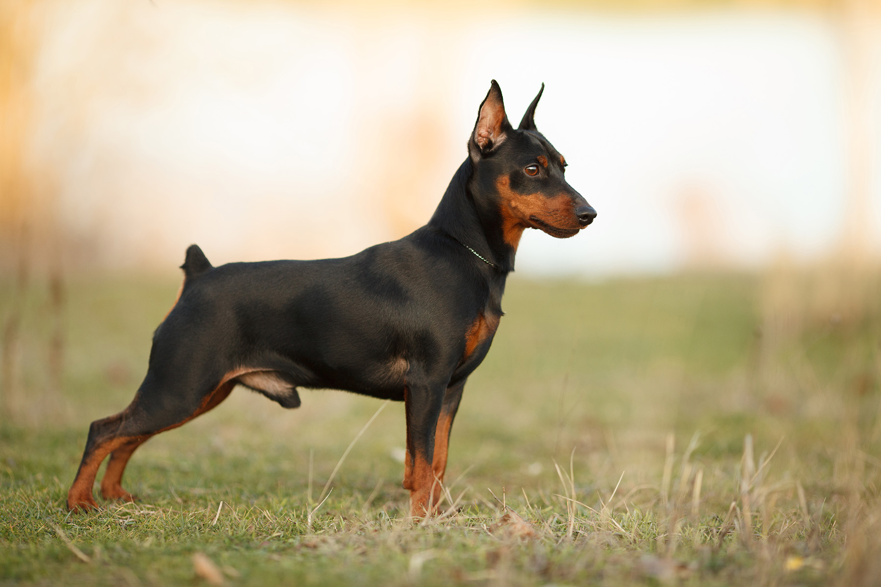 Miniature Pinscher Miniature Pinscher