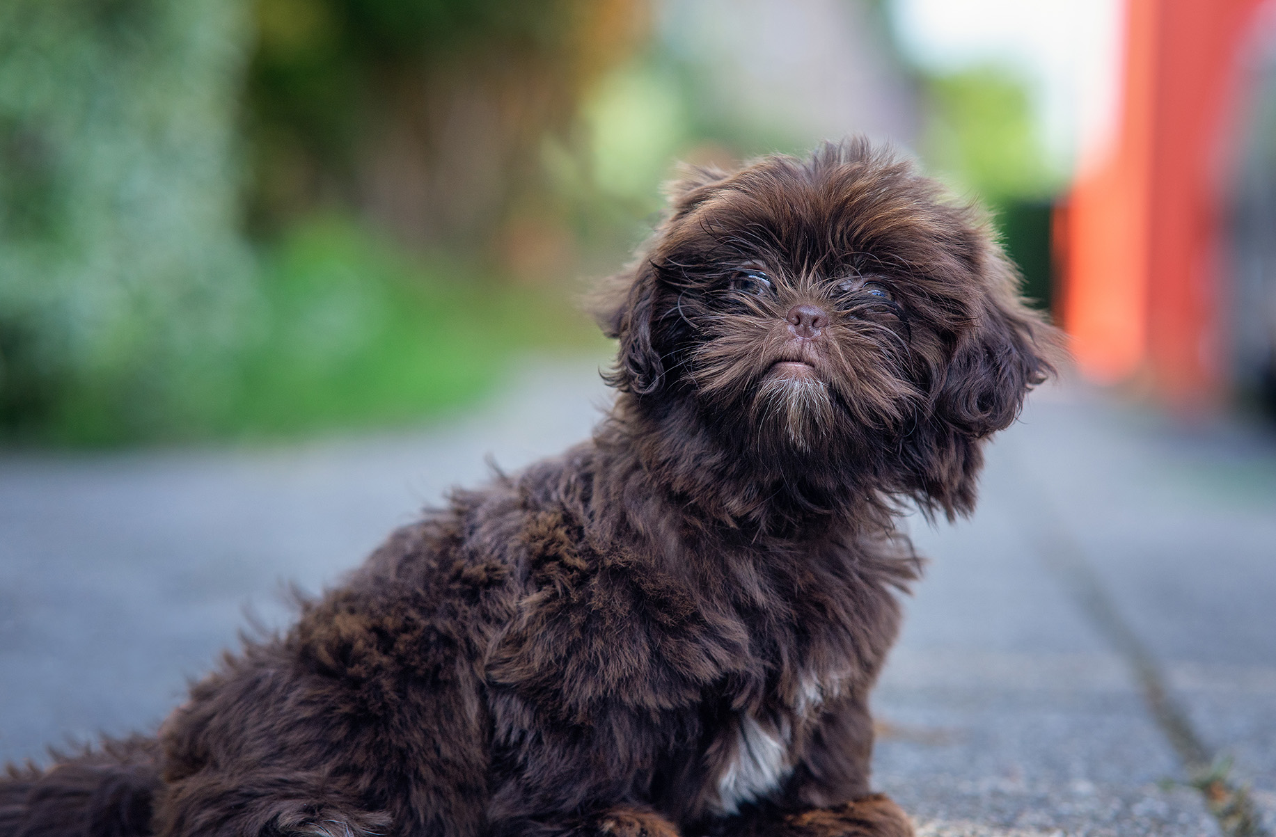 Shih-Poo Shih-Poo
