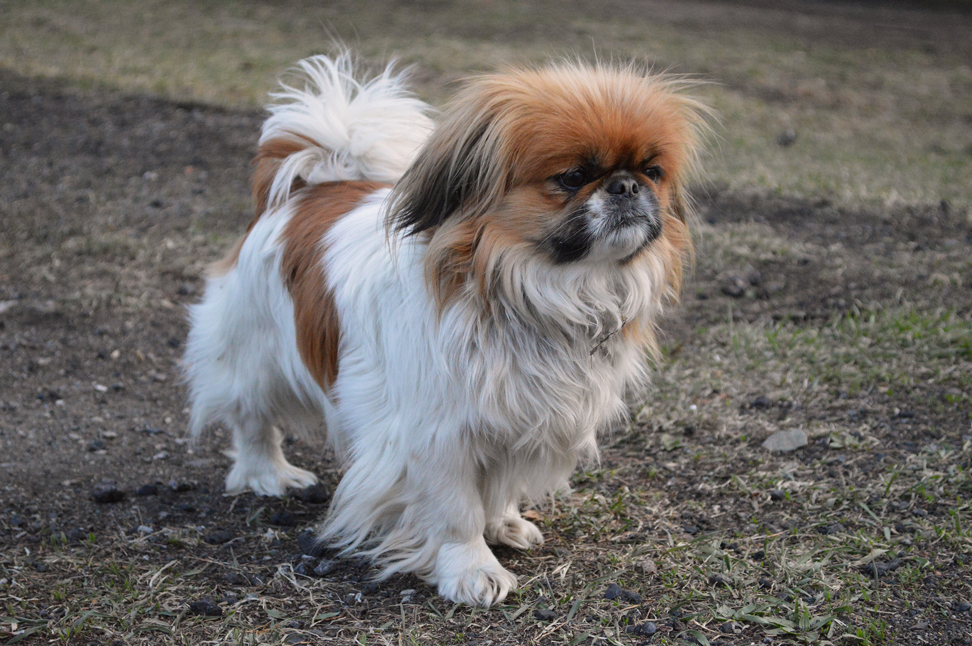 Pekingese