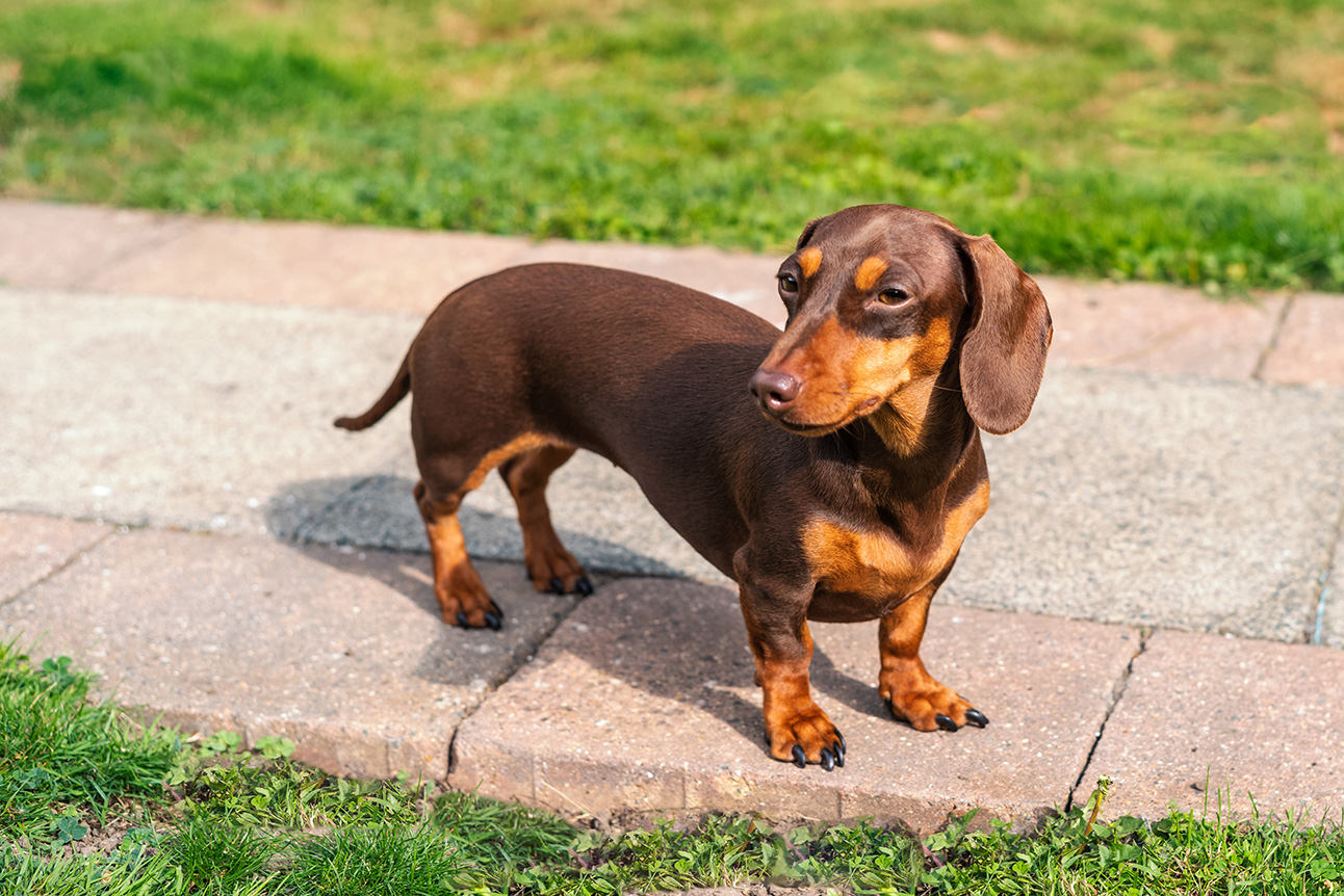 Miniature Dachshund Miniature Dachshund