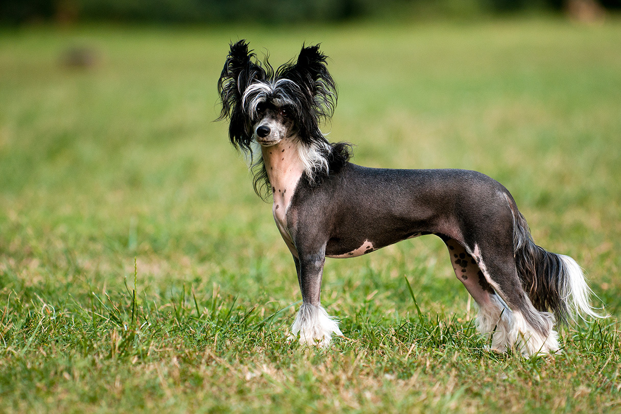 Chinese Crested Chinese Crested