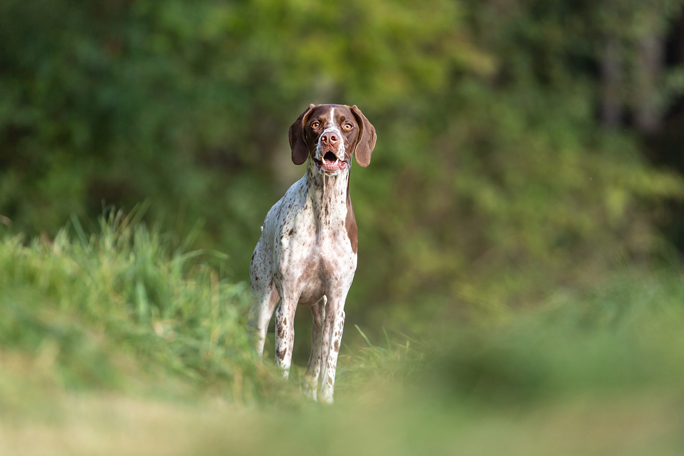 Featured Breed - Braque Francais