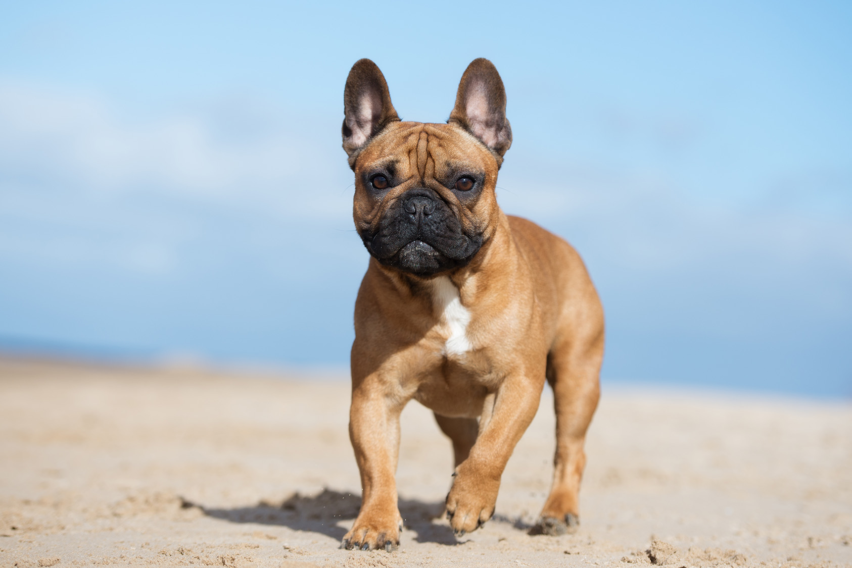 French Bulldog French Bulldog