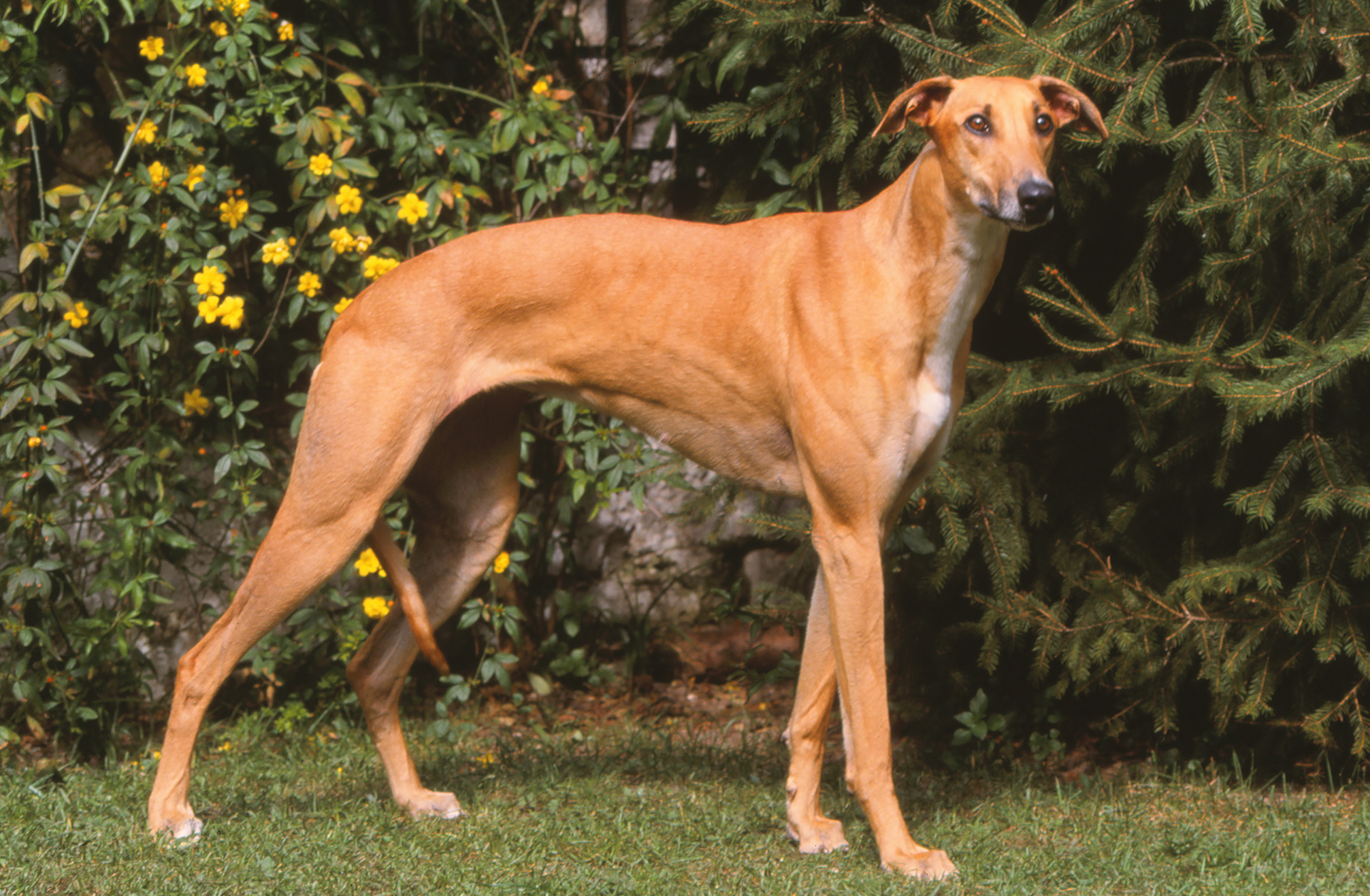 Hungarian Greyhound