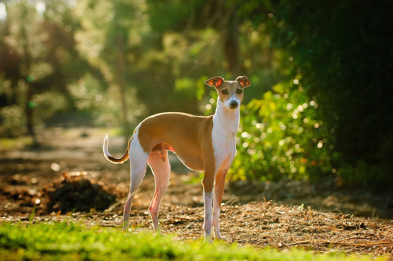 Italian Greyhound Italian Greyhound