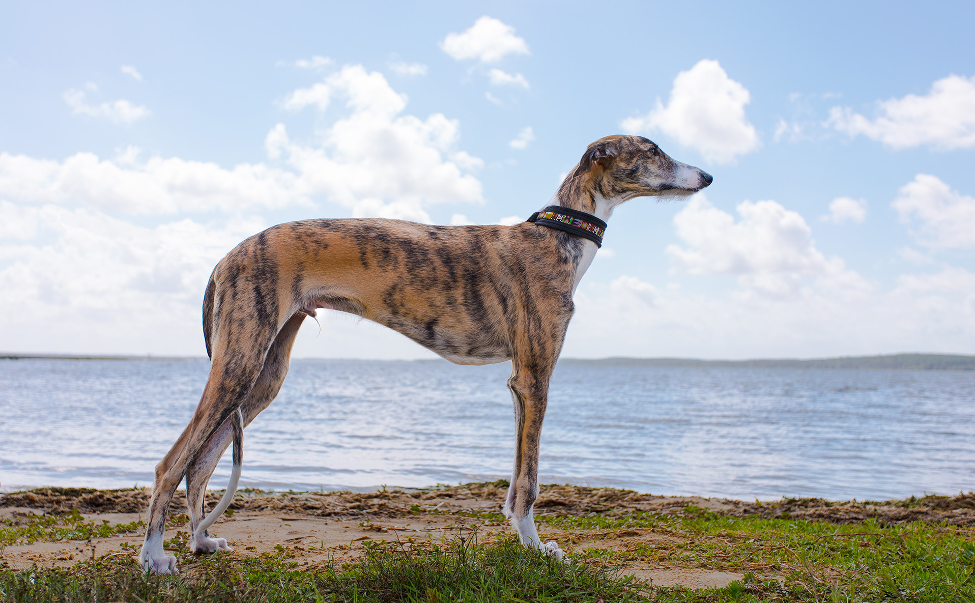 Spanish Greyhound
