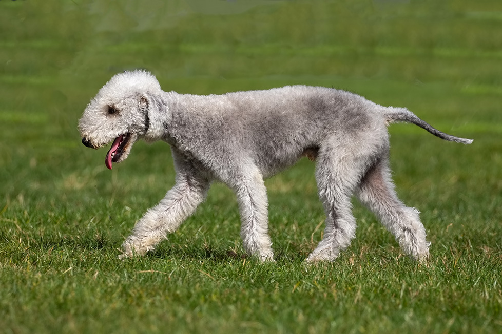 Bedlington Terrier Bedlington Terrier