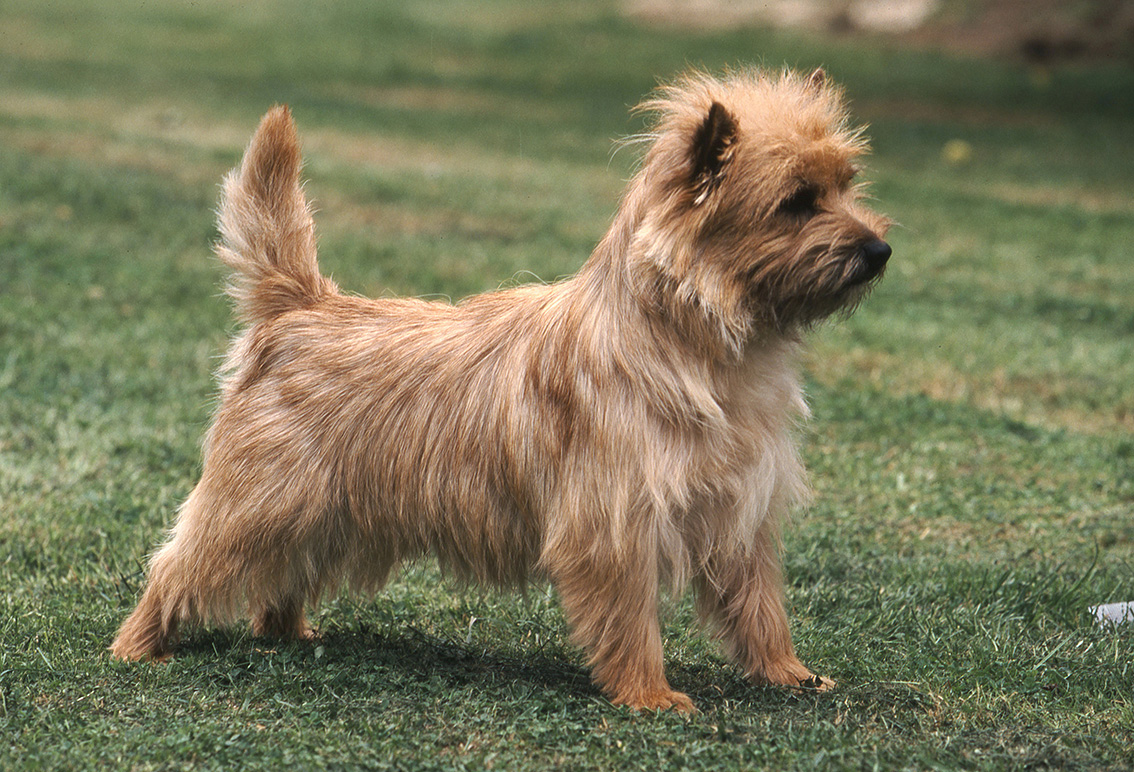 Cairn Terrier Cairn Terrier