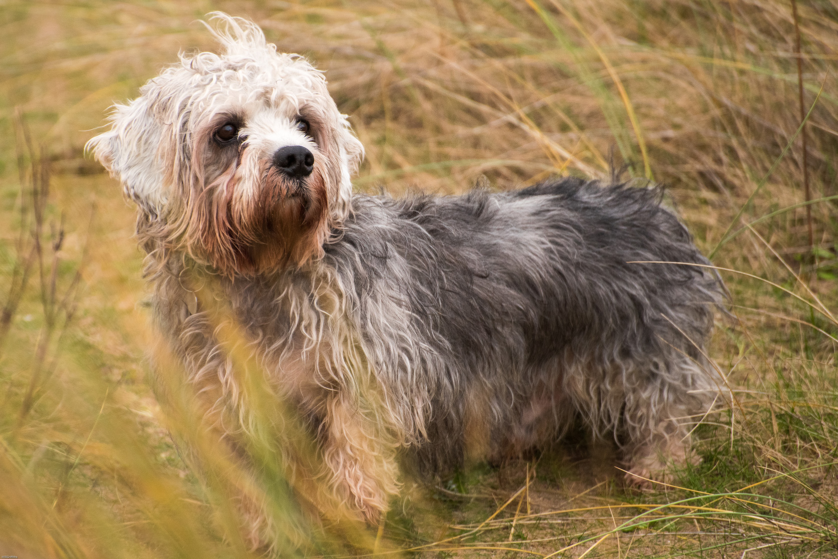 Dandie Dinmont Terrier