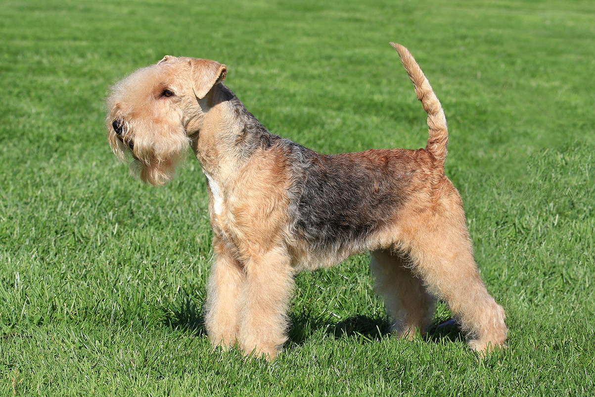 Lakeland Terrier Lakeland Terrier