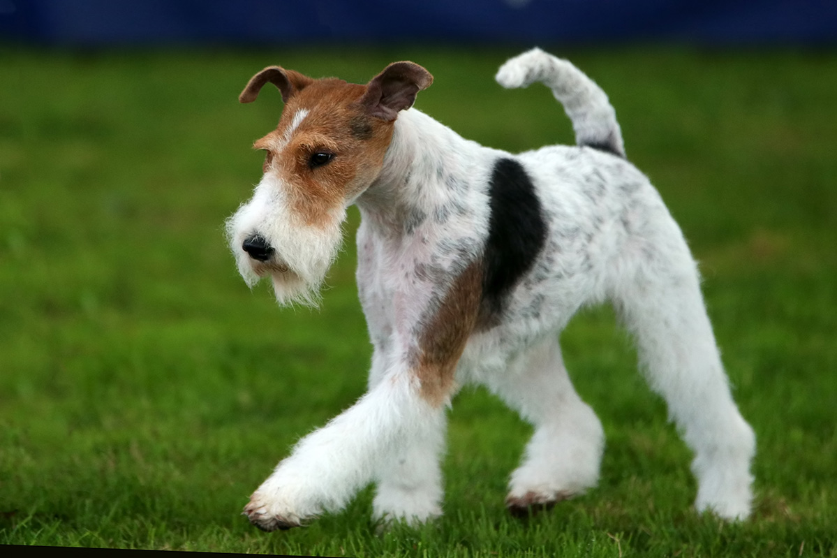 Wire Fox Terrier