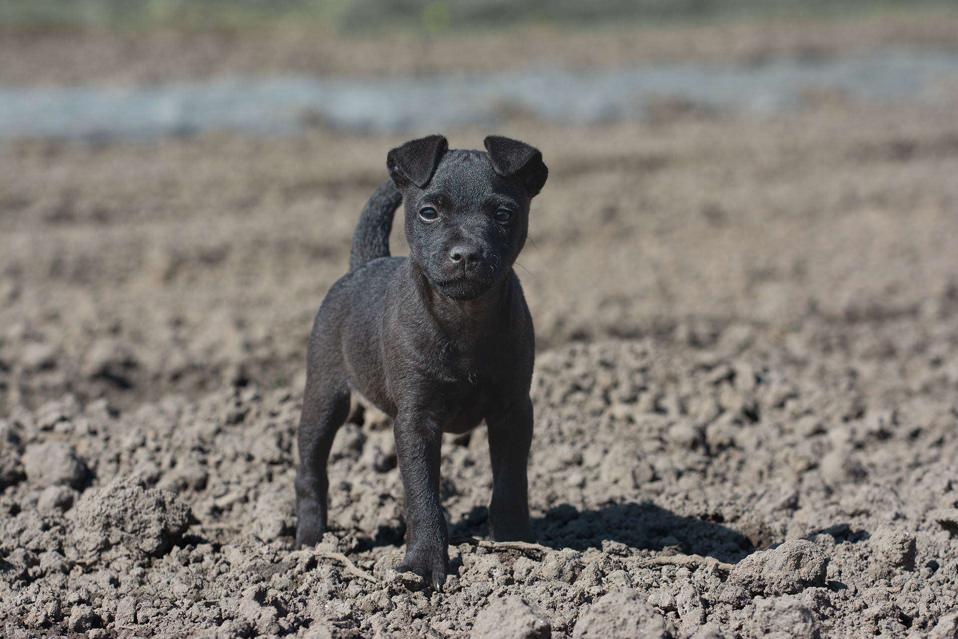 Fell Terrier Fell Terrier