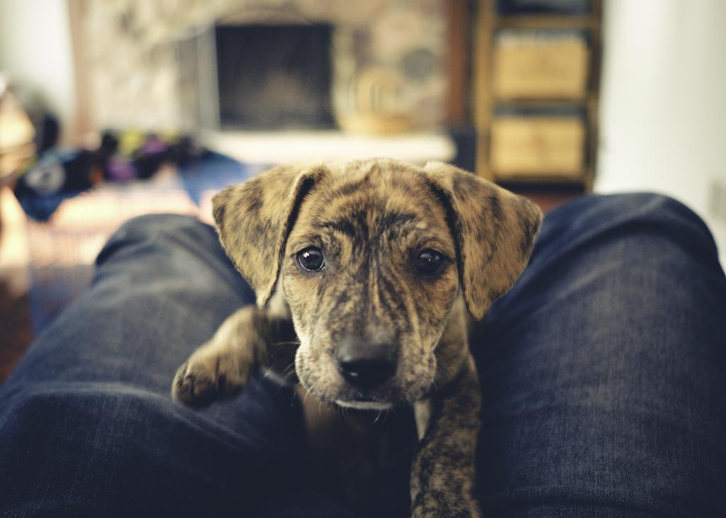Mountain Cur