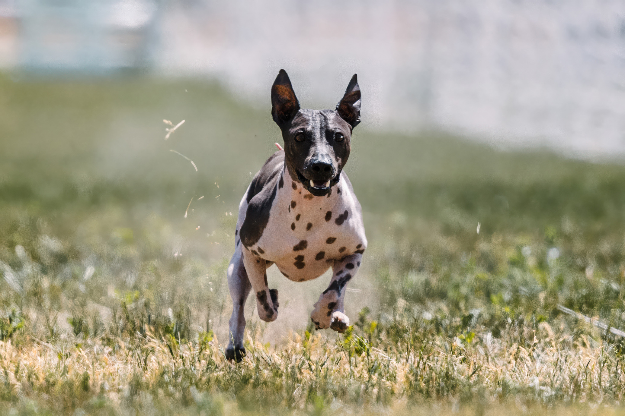 American Hairless Terrier