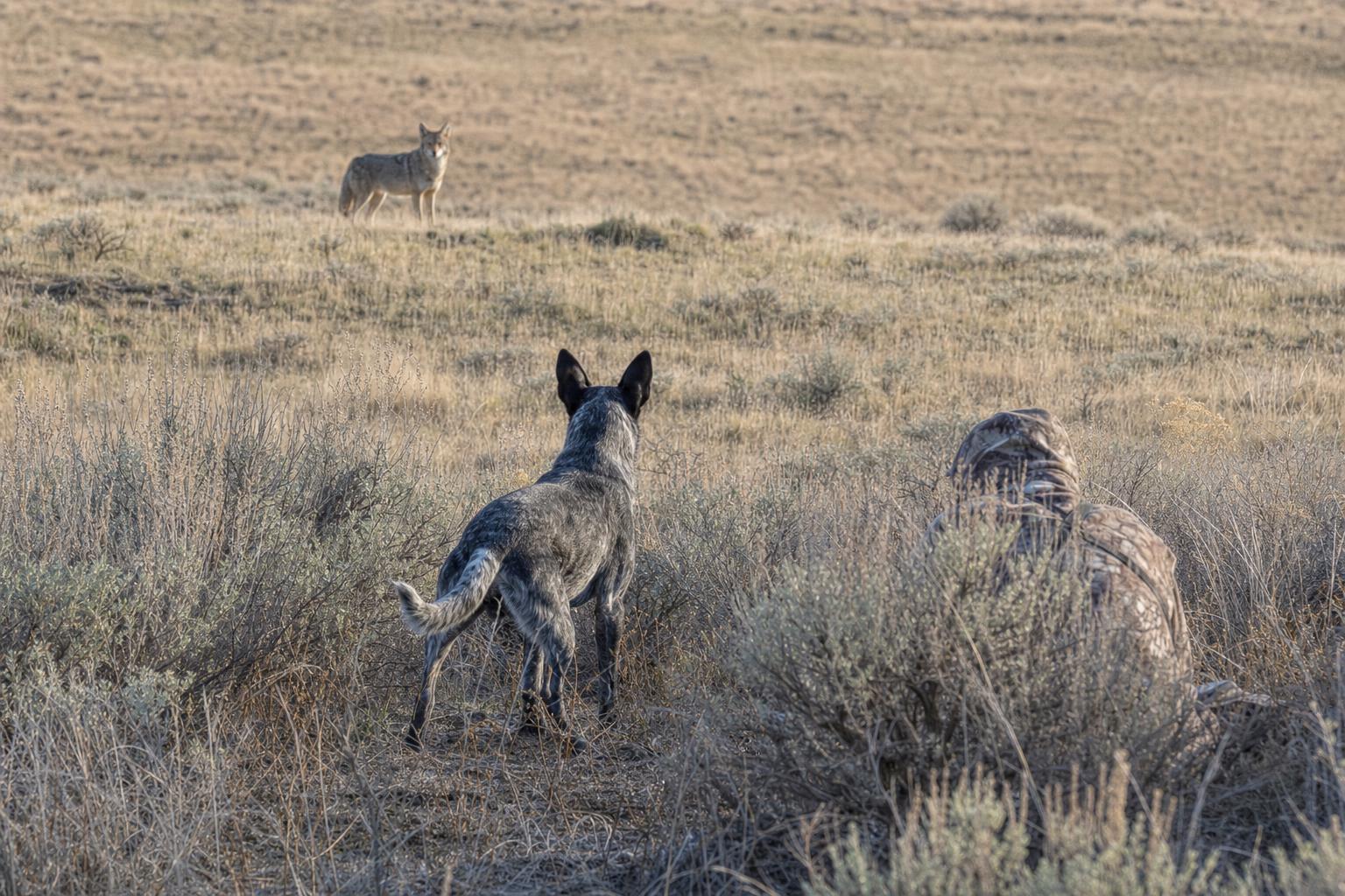Decoy Dog
