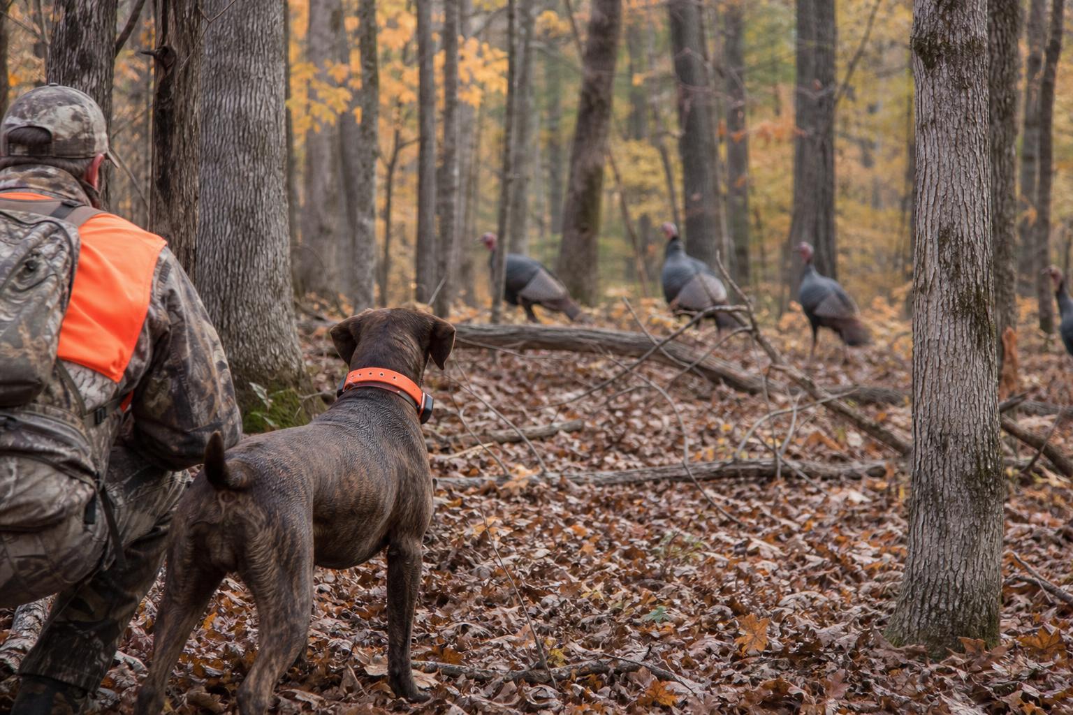 Turkey Hunting