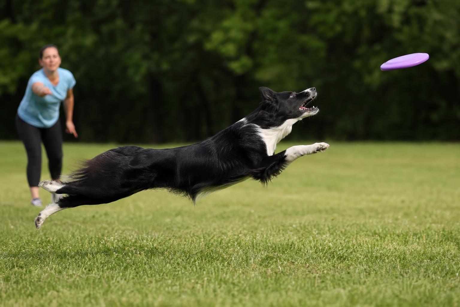 Disc Dog