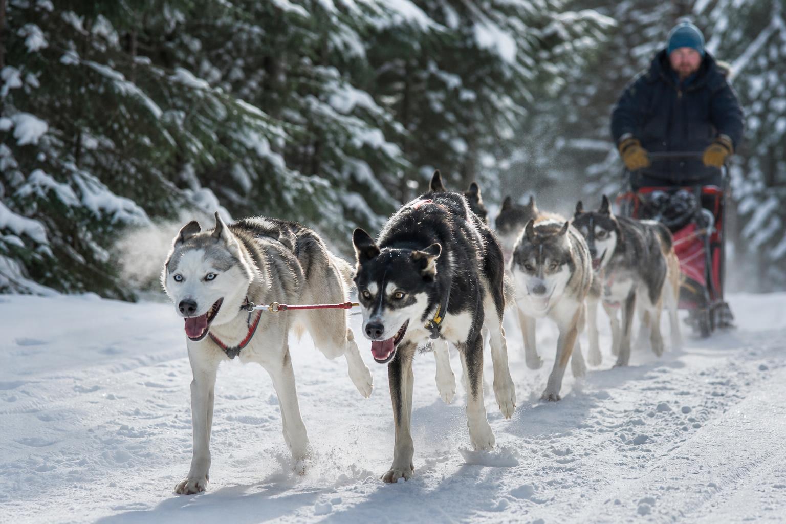 Sled Dog Racing/Mushing