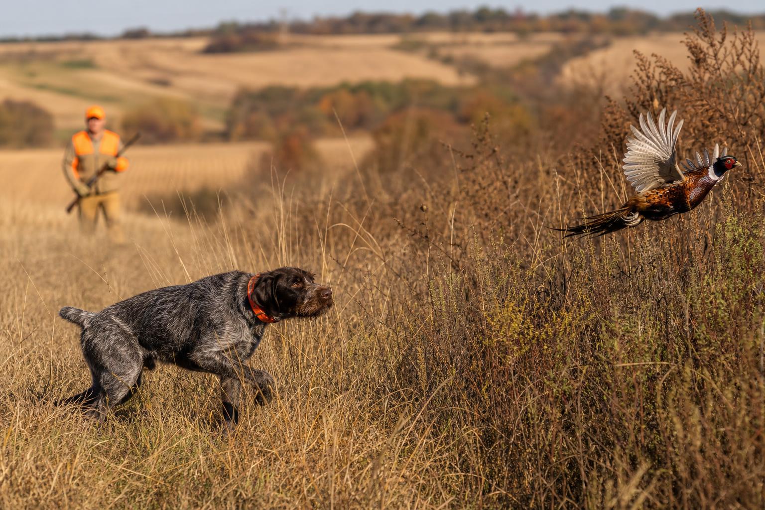Pheasant Hunting