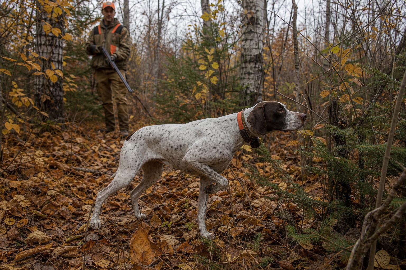 Grouse Hunting