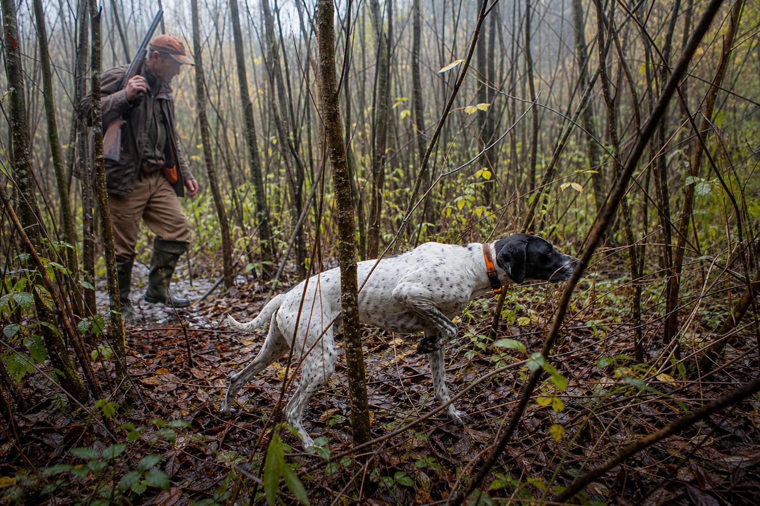 Woodcock Hunting