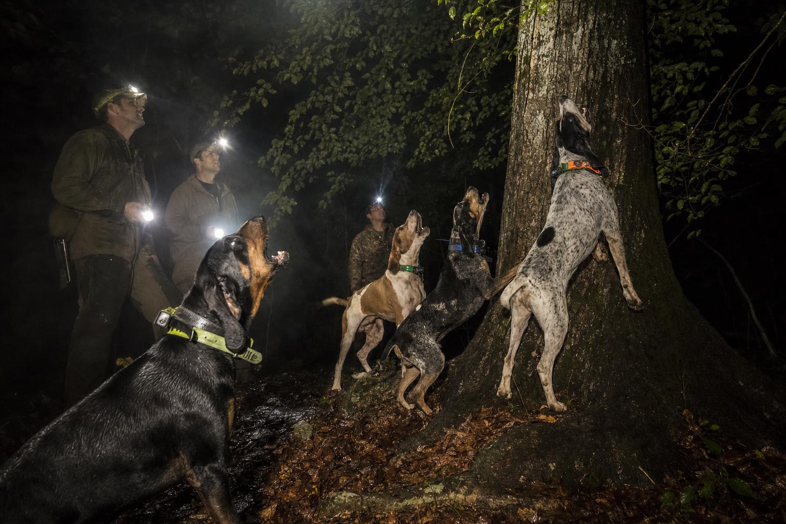 Coon Hunting