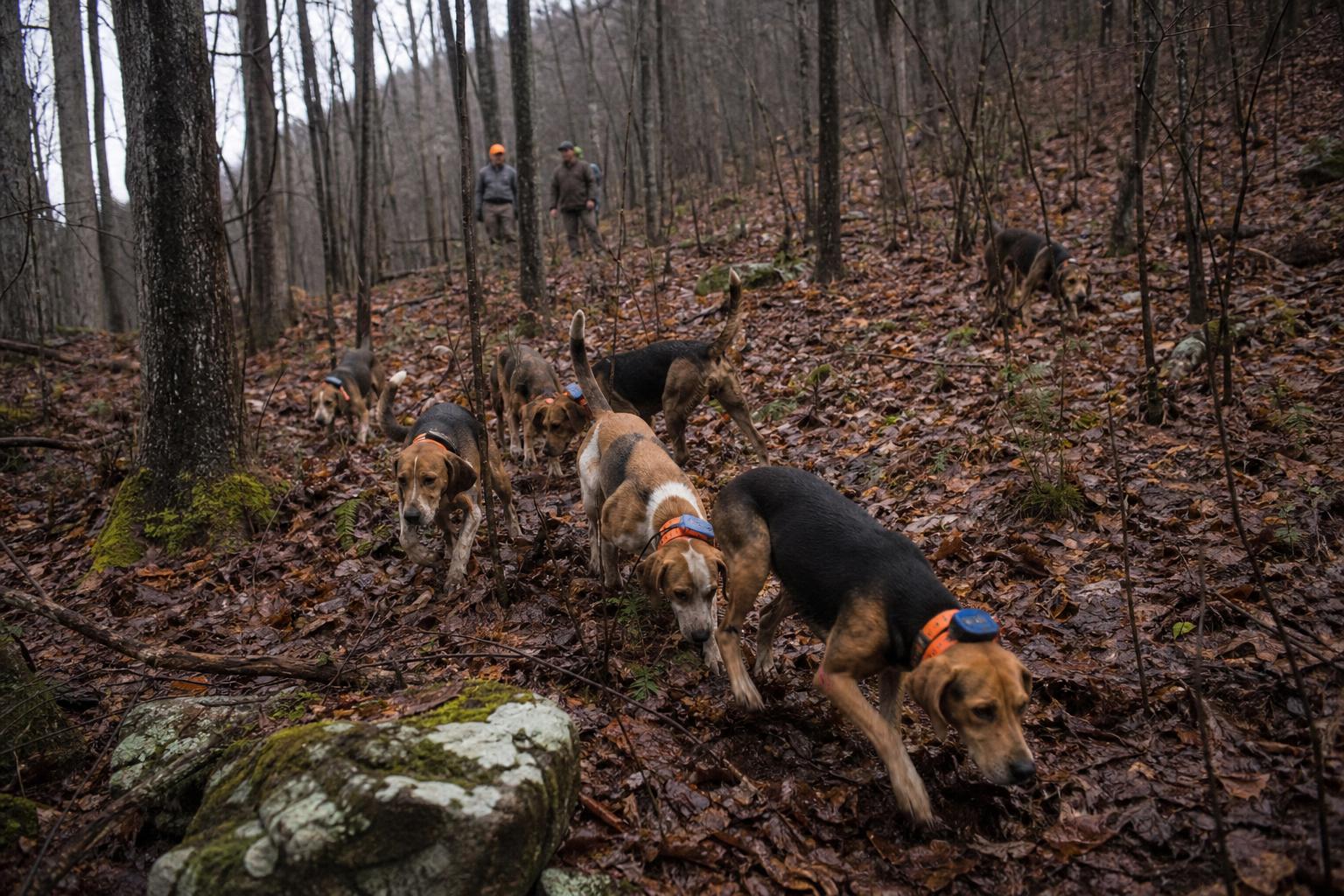 Bear Hunting